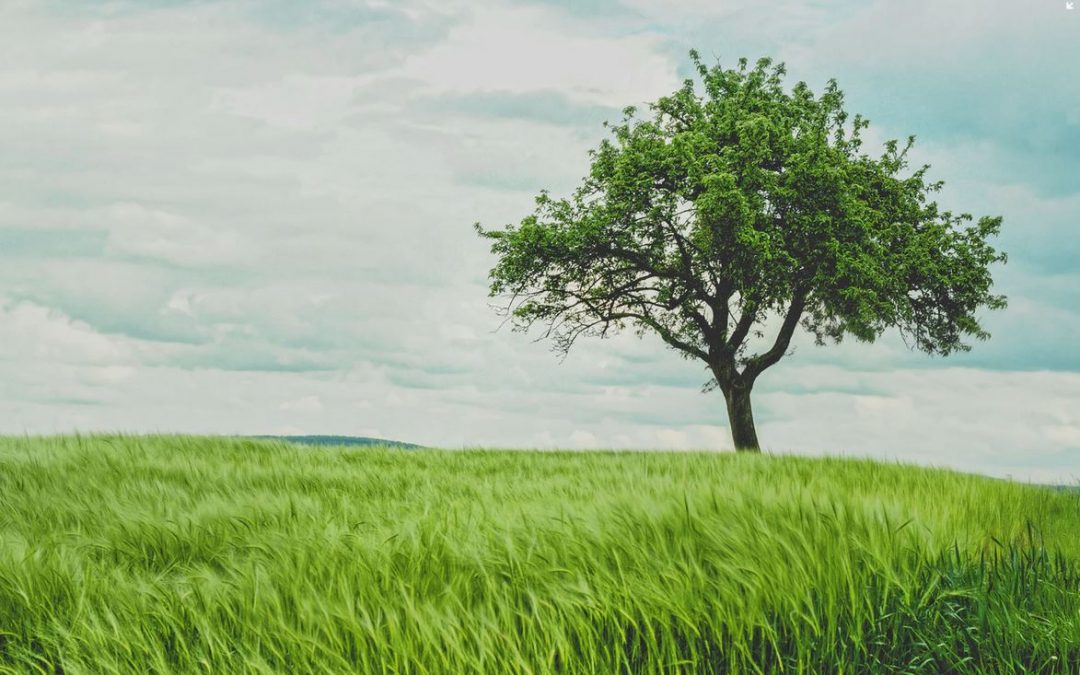 El árbol de la cuaresma – Josep Périch